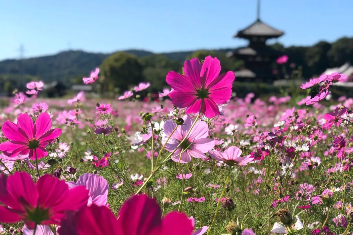 10月診療のお知らせ