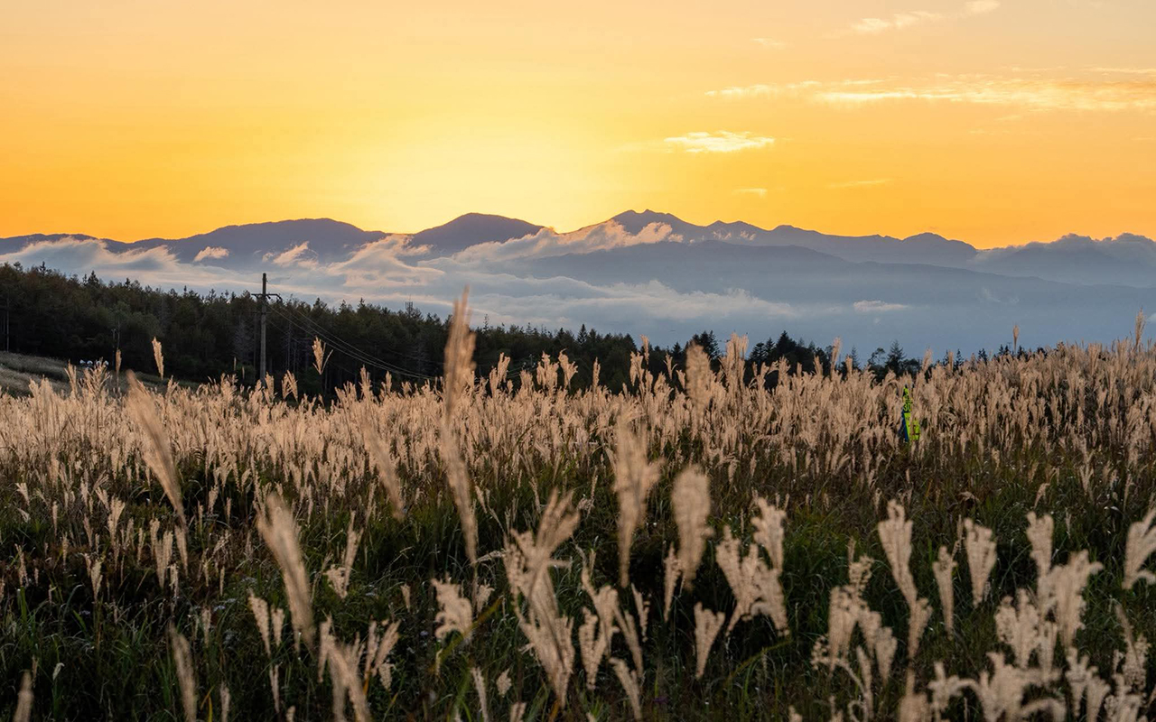 11月診療のお知らせ