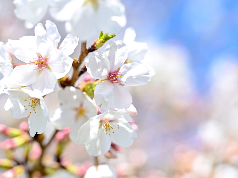 2026 5月GW期間 臨時診療のお知らせ